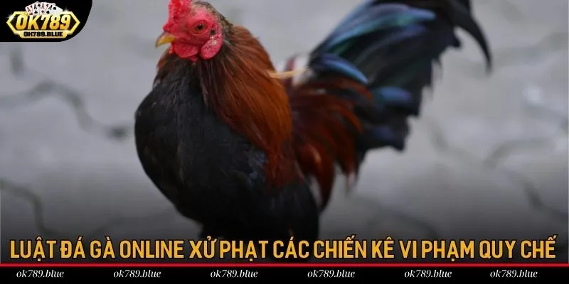 Luật chơi đá gà online xử phạt các chiến kê vi phạm quy chế