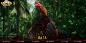 Đá Gà Trực Tuyến OK789 - Chia Sẻ Luật Chơi Đơn Giản 2025