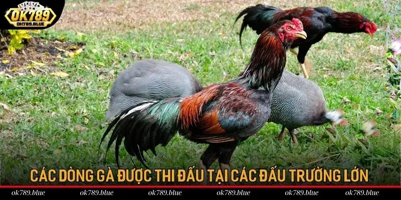 Các dòng gà được thi đấu tại các đấu trường lớn