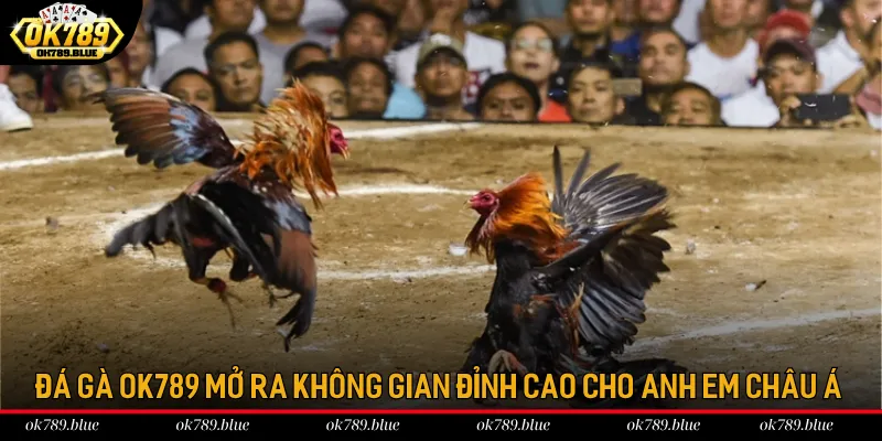 Đá gà OK789 mở ra không gian đỉnh cao cho anh em châu Á