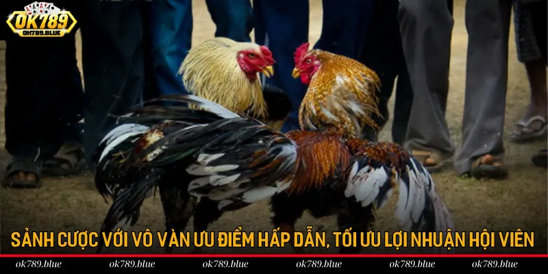 Sảnh cược với vô vàn ưu điểm hấp dẫn, tối ưu lợi nhuận hội viên