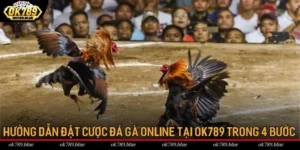 Hướng Dẫn Đặt Cược Đá Gà Online Tại OK789 Chỉ Trong 4 Bước