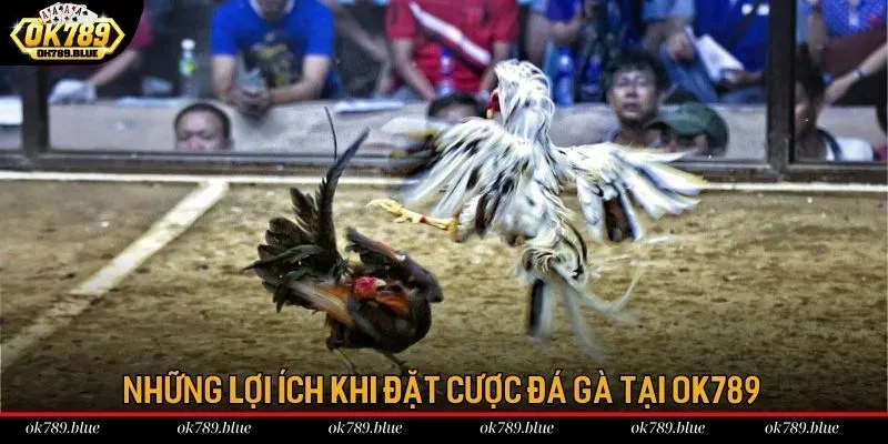Những lợi ích khi đặt cược đá gà tại OK789 Những lợi ích khi đặt cược đá gà tại OK789
