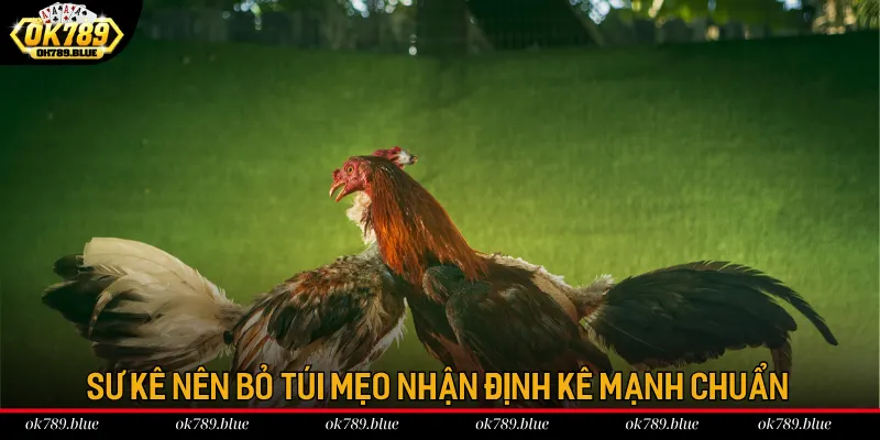 Sư kê nên bỏ túi mẹo nhận định kê mạnh chuẩn Sư kê nên bỏ túi mẹo nhận định kê mạnh chuẩn