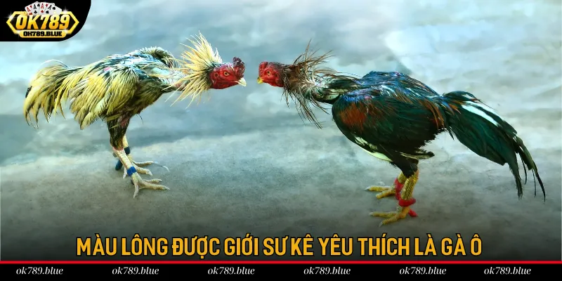 Màu lông được giới sư kê yêu thích là gà ô Màu lông được giới sư kê yêu thích là gà ô