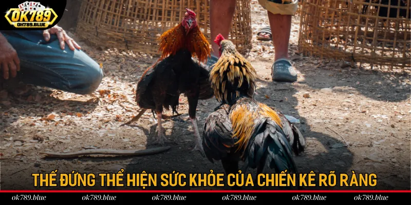 Thế đứng thể hiện sức khỏe của chiến kê rõ ràng Thế đứng thể hiện sức khỏe của chiến kê rõ ràng