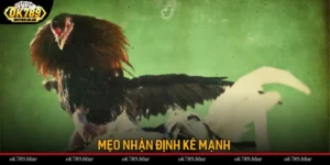 Mẹo Nhận Định Kê Mạnh - Chọn Gà Thắng Kèo Từ Cao Thủ OK789