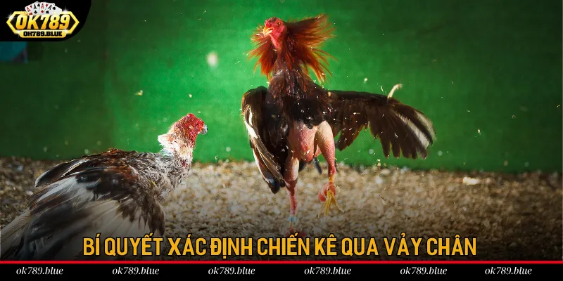 Bí quyết xác định chiến kê qua vảy chân Bí quyết xác định chiến kê qua vảy chân